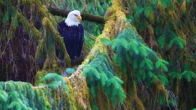 Bald eagle perched among vibrant green tree branches.